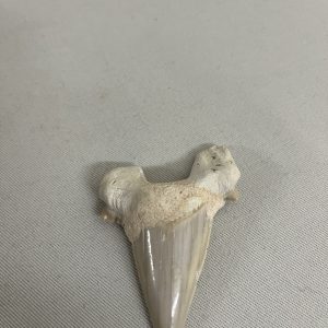 Shark Tooth