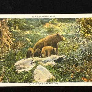Vintage Postcard USA 1930